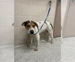 Small Bulldog Mix