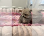 Small #4 Pomeranian