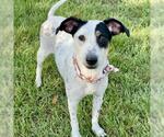 Small Photo #2 Labrador Retriever Puppy For Sale in Conroe, TX, USA
