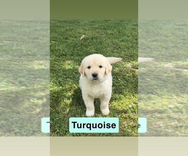 Medium Photo #18 Golden Retriever Puppy For Sale in FAYETTEVILLE, TN, USA