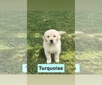 Small #17 Golden Retriever