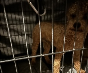 Father of the Poovanese puppies born on 06/08/2025