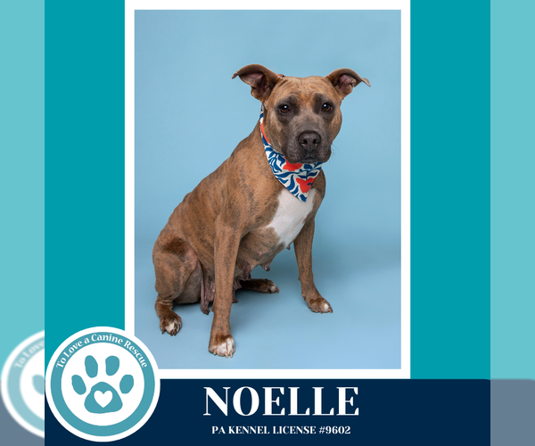 Medium Photo #3 Mutt Puppy For Sale in Kimberton, PA, USA