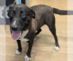 Small Labrador Retriever Mix
