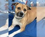 Small #2 American Pit Bull Terrier Mix