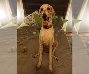 Poodle (Standard) Dogs for adoption in Center Township, PA, USA