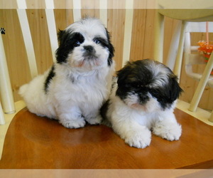 Shih Tzu Puppy for Sale in HAMMOND, Indiana USA