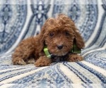 Small Photo #7 Cavapoo Puppy For Sale in LAKELAND, FL, USA
