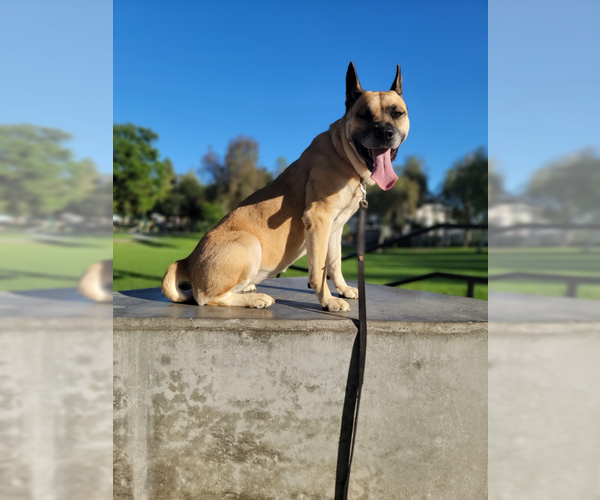 Medium Photo #2 Akita-German Shepherd Dog Mix Puppy For Sale in Marina Del Rey, CA, USA