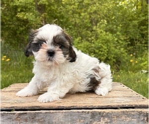 Shih Tzu Puppy for sale in MIDDLEBURY, IN, USA