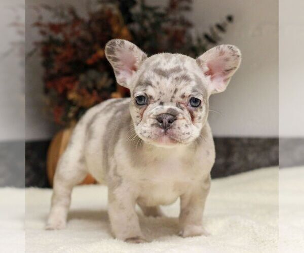 Medium Photo #4 French Bulldog Puppy For Sale in EAST EARL, PA, USA