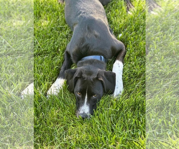 Medium Photo #10 Border Collie-Unknown Mix Puppy For Sale in Germantown, OH, USA