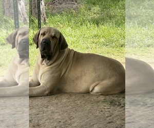 Father of the Fila Brasileiro puppies born on 12/15/2024