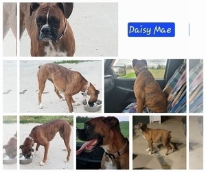 Mother of the Boxer puppies born on 05/27/2026
