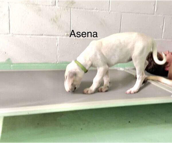 Medium Photo #14 Anatolian Shepherd-Labrador Retriever Mix Puppy For Sale in Higley, AZ, USA