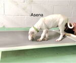 Small #13 Anatolian Shepherd-Labrador Retriever Mix