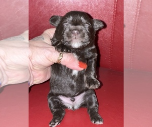 Schnauzer (Miniature) Puppy for sale in CEDAR VALLEY, IA, USA
