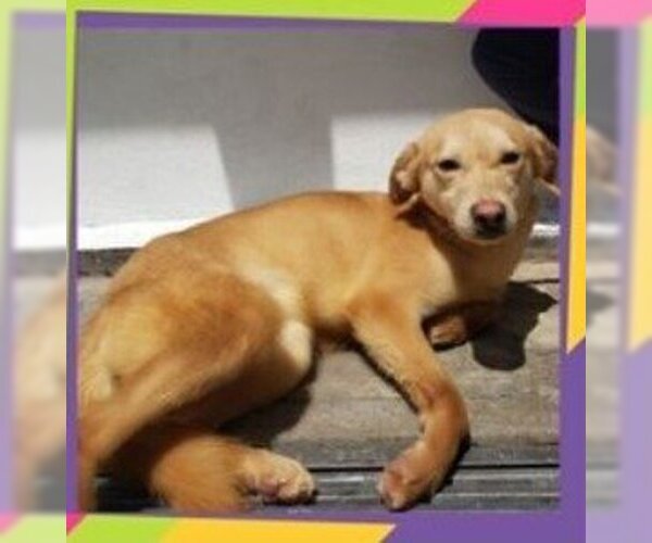 Medium Photo #1 Labrador Retriever-Unknown Mix Puppy For Sale in Calgary, Alberta, Canada