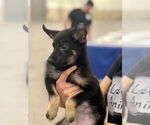 Small #1 German Shepherd Dog
