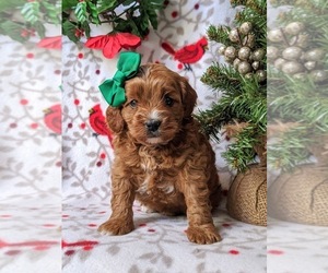 Cavapoo Puppy for sale in NEW PROVIDENCE, PA, USA