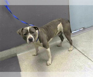 American Staffordshire Terrier Dogs for adoption in Tallahassee, FL, USA