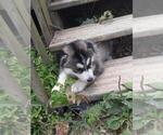 Small Photo #9 Wolf Hybrid Puppy For Sale in BYBEE, TN, USA