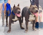 Small Photo #14 American Bully Puppy For Sale in OCALA, FL, USA