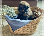 Small Photo #20 Bernedoodle Puppy For Sale in BUFFALO, MO, USA