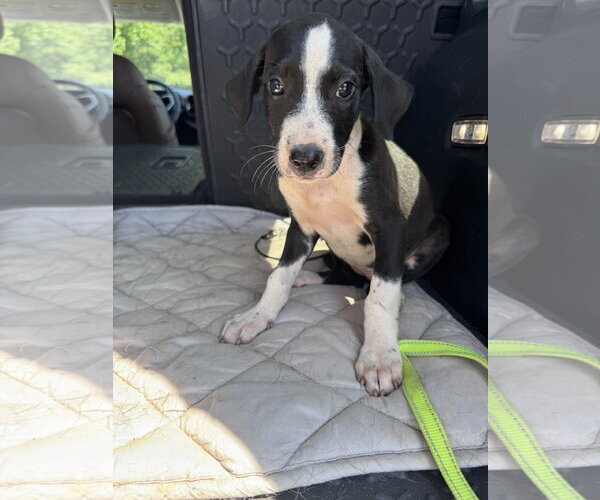 Medium Photo #4 Mutt Puppy For Sale in Greenville, SC, USA