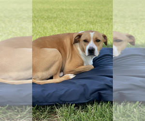 Mutt Dogs for adoption in Elmsford, NY, USA