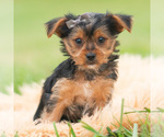 Puppy Squiggles CKC Yorkshire Terrier