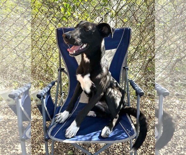 Medium Photo #4 Great Pyrenees-Unknown Mix Puppy For Sale in Anniston, AL, USA