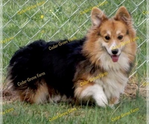 Father of the Pembroke Welsh Corgi puppies born on 12/11/2022