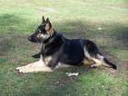 Small Photo #1 German Shepherd Dog Puppy For Sale in MOREHEAD, KY, USA