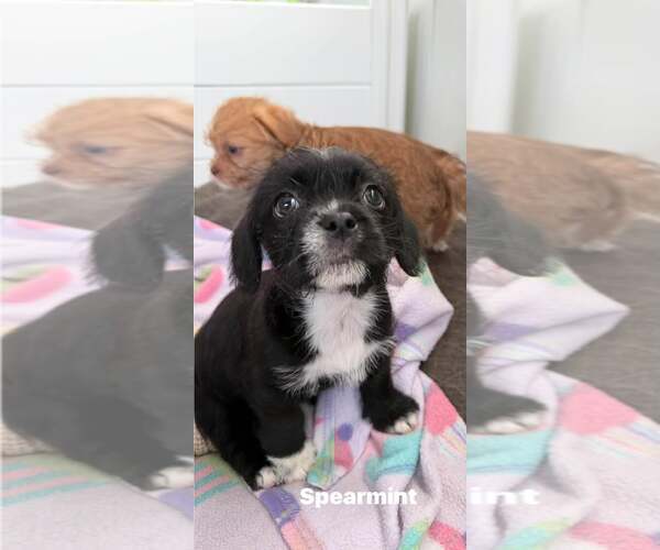 Medium Photo #2 Irish Terrier-Shih Tzu Mix Puppy For Sale in Cave Creek, AZ, USA