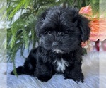 Small #4 Morkie
