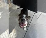 Small American Staffordshire Terrier Mix