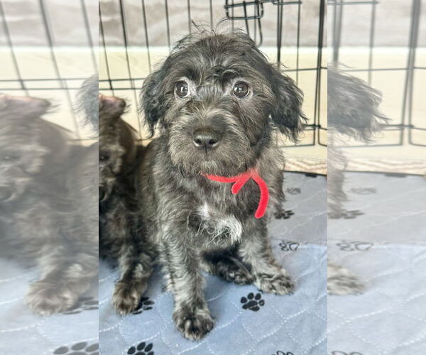 Medium Photo #4 Havanese-Unknown Mix Puppy For Sale in Newport Beach, CA, USA