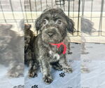 Small #3 Havanese Mix
