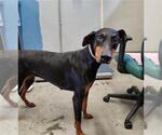 Small Doberman Pinscher