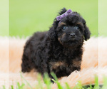 Small #2 Poodle (Miniature)