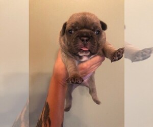 French Bulldog Puppy for sale in DEEPWATER, MO, USA
