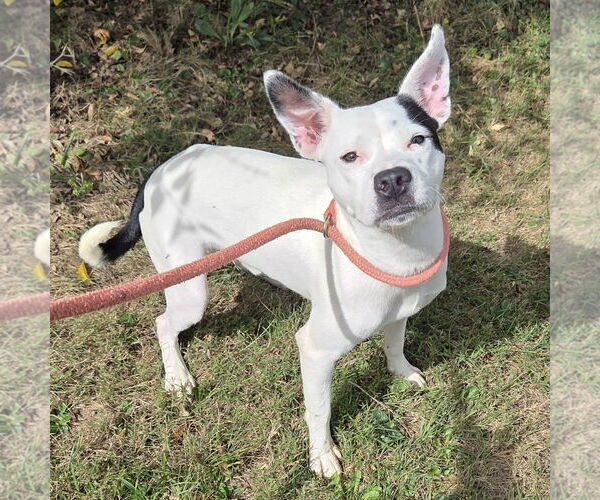 Medium Photo #1 American Pit Bull Terrier-Unknown Mix Puppy For Sale in Martinsburg, WV, USA