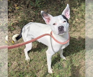 Medium American Pit Bull Terrier Mix