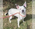 Small American Pit Bull Terrier Mix