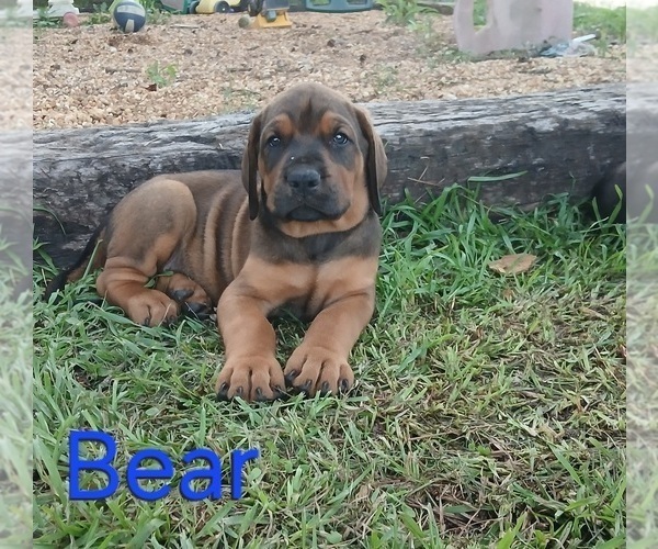 Medium Photo #3 Doberman Pinscher Puppy For Sale in BRANTLEY, AL, USA
