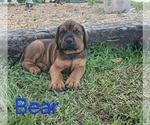 Small Photo #3 Doberman Pinscher Puppy For Sale in BRANTLEY, AL, USA