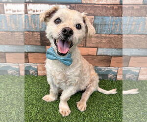 Maltese-Unknown Mix Dogs for adoption in Corona, CA, USA