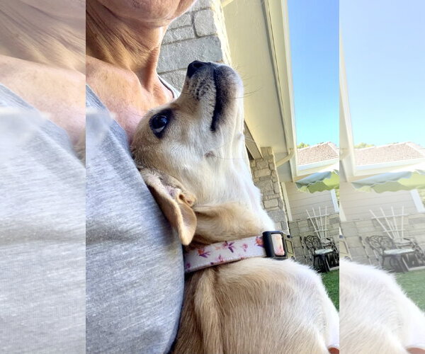 Medium Photo #2 Chug Puppy For Sale in Santa Clarita, CA, USA