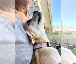 Starla - Female Chug Dog for Adoption - Photo #2